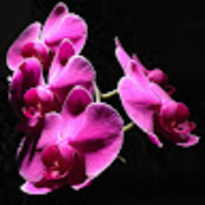 Meet your Posher, Paige